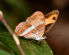 Adelpha cocala cocala