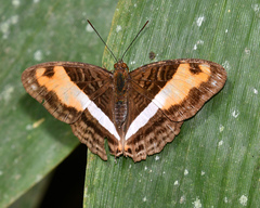 Adelpha cocala cocala
