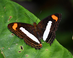 Adelpha iphiclus iphiclus