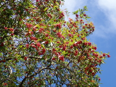 Photinia niitakayamensis