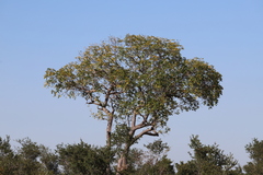 Sclerocarya birrea