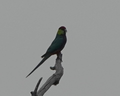 Purpureicephalus spurius