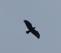 Buteo buteo insularum