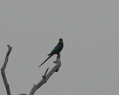 Purpureicephalus spurius