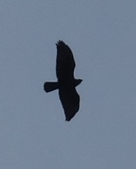 Buteo buteo insularum