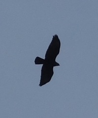 Buteo buteo insularum