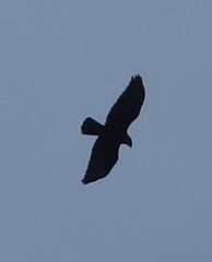 Buteo buteo insularum