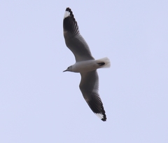 Chroicocephalus serranus