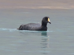 Fulica gigantea
