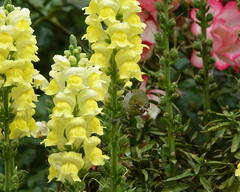 Zosterops lateralis chloronotus