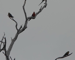 Platycercus icterotis icterotis