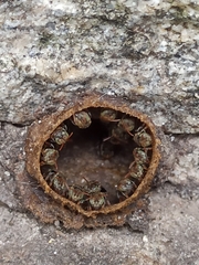 Nannotrigona testaceicornis