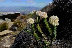 Lachnaea pomposa