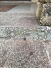 Nannotrigona testaceicornis