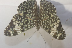 Hamadryas amphinome mazai