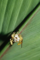 Mischocyttarus basimacula