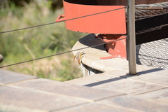 Trachylepis margaritifera