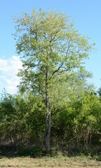 Combretum imberbe