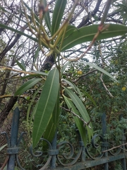 Salix eleagnos