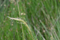 Pentapogon quadrifidus