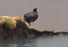 Fulica gigantea