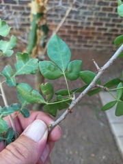 Commiphora