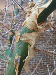 Commiphora