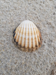 Acanthocardia tuberculata
