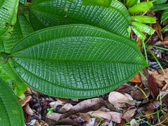 Miconia tococa