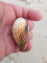 Acanthocardia tuberculata