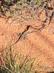 Ctenophorus spinodomus