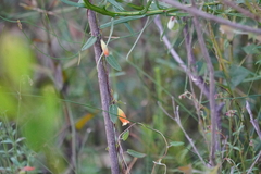 Marianthus bignoniaceus