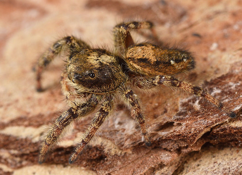 Dendryphantes hastatus