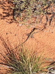 Ctenophorus spinodomus