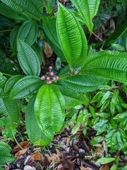 Miconia tococa