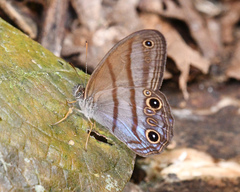 Amiga arnaca