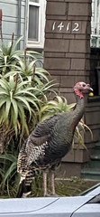 Meleagris gallopavo