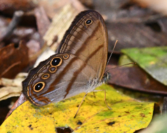 Amiga arnaca