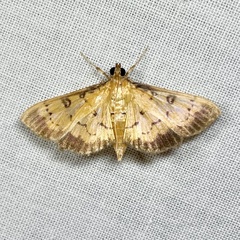 Ategumia adipalis