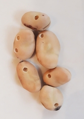 Acanthoscelides obtectus