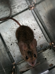 Apodemus sylvaticus