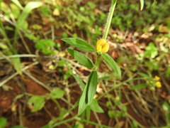 Stylosanthes viscosa