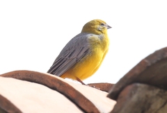 Sicalis uropygialis
