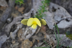 Gompholobium ecostatum