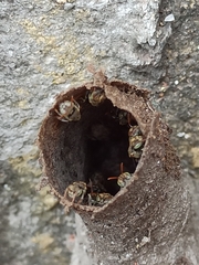 Nannotrigona testaceicornis