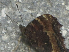 Nymphalis xanthomelas