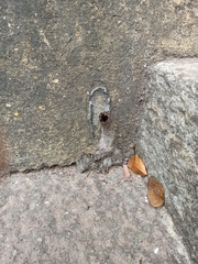 Nannotrigona testaceicornis