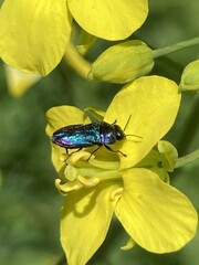 Buprestidae