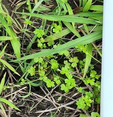 Ranunculus sessiliflorus