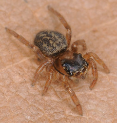 Euophrys frontalis
